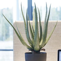 Götessons Aloe Vera kunstig plante